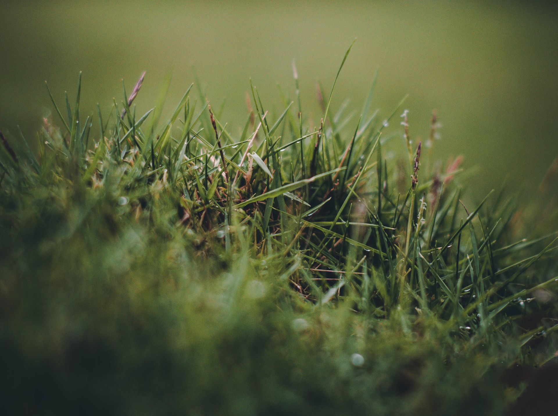 Close up of static grass applied to the scenery on a model train layout